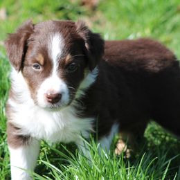 Bella - Red tri-color Australian Shepherd puppy in Granville, Ohio from River Trails Aussies
