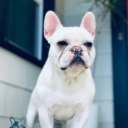 Cheesecake - French Bulldog