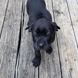 Cane Corso Puppies from Aries Legecy Cane Corso