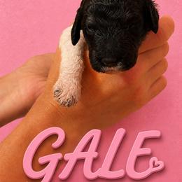 Gale - Parti female Poodle puppy in Washington, Pennsylvania from Patriotic Poodles
