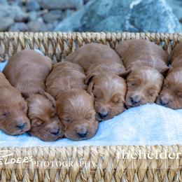 Goldendoodle and Labrador Retriever Puppies from BV Labs & Doodles
