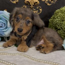 Boy 3 - male Dachshund puppy in Collins, Georgia from Liberty Longhair Dachshunds