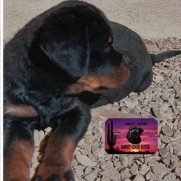 Rottweiler Puppies from Sunset State Rotts