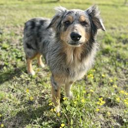 Titus - Australian Shepherd