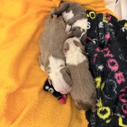 Girl 1 - Red female Boston Terrier puppy in Pahrump, Nevada from Lujan Ranch