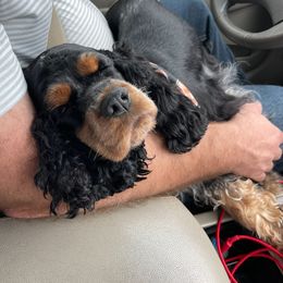 Cocker Spaniel Puppies from K&M crocker Spaniels