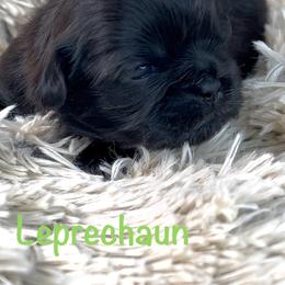 Leprechaun - Black male Shih Tzu puppy in Vernon, New Jersey from Calta’s Cute Shih Tzu