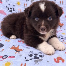 Dolly - Red & white female Miniature Australian Shepherd puppy in Stuart, Iowa from Arbor Hill Aussies