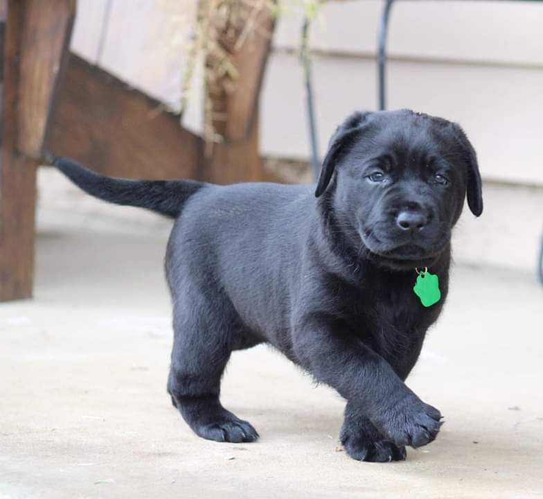 Labrador Retriever Puppies from Britt Labradors
