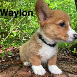 Waylon - Red male Pembroke Welsh Corgi puppy in Apison, Tennessee from Ashmore Corgis