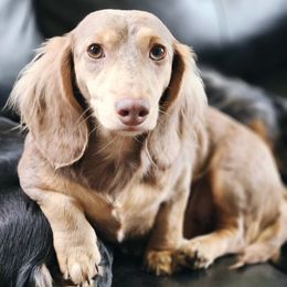Hazel - Dachshund