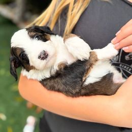 Meadow - Sable male Bernedoodle puppy in Huntington Beach, California from The Canine Society
