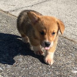 Durant - Sable male Pembroke Welsh Corgi puppy in Apison, Tennessee from Ashmore Corgis