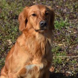 Halle - Golden Retriever