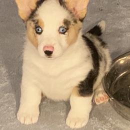 Poppet - Blue merle and white female Cardigan Welsh Corgi puppy in Brookings, Oregon from Dragonfly Cardigans