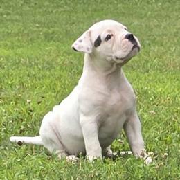 Rolo (White, Ear Patch) - White male American Bulldog puppy in Three Rivers, Michigan from Jemms Kennels