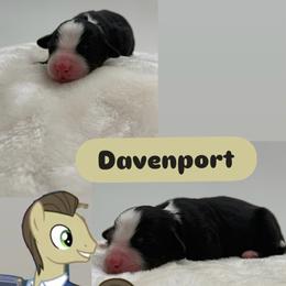 Davenport - Tri-color male Bernedoodle puppy in Clermont, Florida from Shadow Bernedoodles & Dog Training