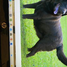 Lacy - Labrador Retriever