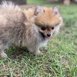 Pomeranian Puppies from Raleigh Pomeranians