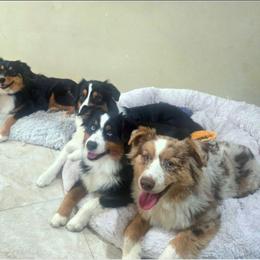 Australian Shepherd puppies from Winsome Aussies
