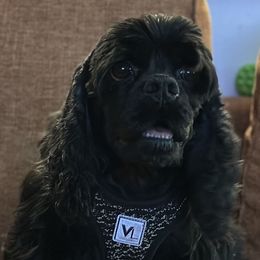 Opal - Cocker Spaniel