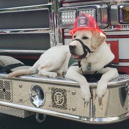 Golden Retrievers and Labrador Retrievers from Summit Assistance Dogs