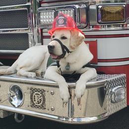 Golden Retrievers and Labrador Retrievers from Summit Assistance Dogs