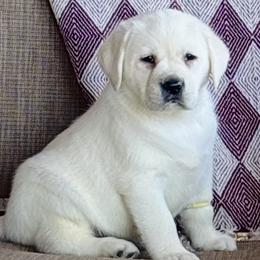 Girl 1 - Yellow female Labrador Retriever puppy in Jamestown, Ohio from Heartlands Quality Labrador Retrievers