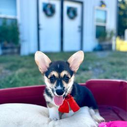 Lulu's Orange Girl - Black and tan female Pembroke Welsh Corgi puppy in Vilonia, Arkansas from Lucky Pups Corgis