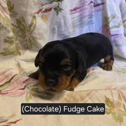Triple Chocolate Fudge Cake - Black and tan male Cavapoo puppy in Lewisburg, Pennsylvania from Jessie's Puppies