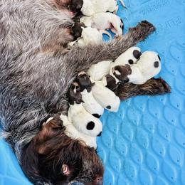 Tessie - Chestnut and gray female Wirehaired Pointing Griffon puppy in Shelbyville, Texas from AndersonK9Kennels Bayou Beards