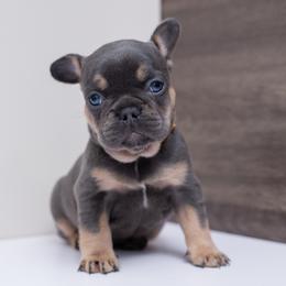 Alice - White female French Bulldog puppy in Austin, Texas from Wardsfrenchies2yours