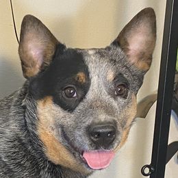 Jack - Australian Cattle Dog