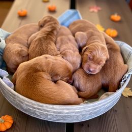 6th Pick Male - Dark golden male Golden Retriever puppy in Ohatchee, Alabama from The Golden Life