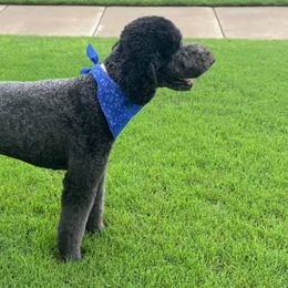 Goldendoodles and Poodles from 580 Poodles & Doodles