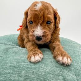 Twix - Red  female Goldendoodle puppy in Sunman, Indiana from Brunsman Country Doodles LLC