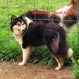 Sparkle - Collie