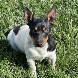 Red - Teddy Roosevelt Terrier