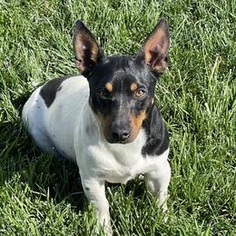 Red - Teddy Roosevelt Terrier