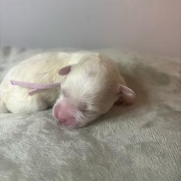 Bubbles - White female Maltipoo puppy in Raleigh, North Carolina from Loveable Litters
