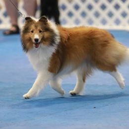 Lulu - Shetland Sheepdog