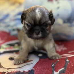 AKC Cobbler - Sable male Shih Tzu puppy in Paintsville, Kentucky from Molly B's ShihTzus