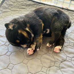 Miniature Australian Shepherd puppies from Sugarcreek AKC Miniature Australian Shepherds