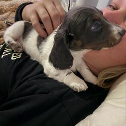 Dancer AKC - Piebald female Dachshund puppy in Erie, Michigan from Champagne’s Grinch Toe’d Dachshunds