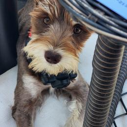 Mama Gem - Miniature Schnauzer