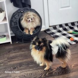 Pomeranian Puppies from Boujee Puff Poms