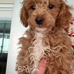 Eevee B2 - Red  male Poodle puppy in Haines City, Florida from Camic Cockapoos