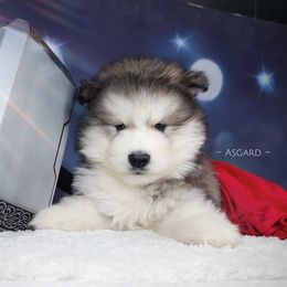 Yellow collar M - Alaskan Malamute puppy in Spokane, Washington from Asgard Wooly Malamutes