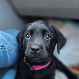 Labrador Retriever Puppies from Steele Caliber Retrievers