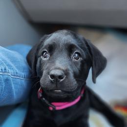 Labrador Retriever Puppies from Steele Caliber Retrievers